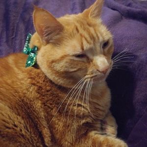 Meet Your Posher - Auntie Lil